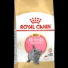 Fbn kitten british shorthair 2kg