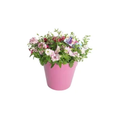 Festival kleuren in pot Aqua-Easy