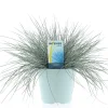 Festuca glauca of blauw zwenkgras p17 h25