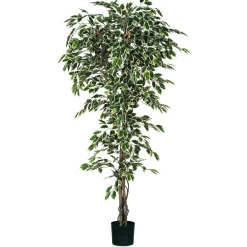 Ficus bont in plastic pot - h210xd100cm