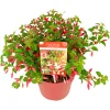 Fuchsia Chilli Red