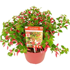 Fuchsia Chilli Red