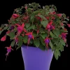 Fuchsia staand p19 h20