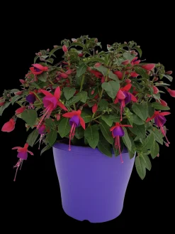 Fuchsia staand p19 h20