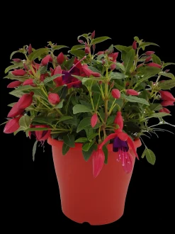 Fuchsia staand p19 h20