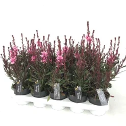 Gaura of prachtkaars p12 h25