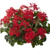 Geranium hang p12