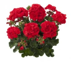 Geranium recht p12