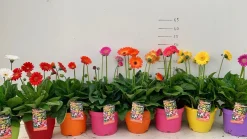 Gerbera garvinea p19