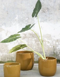 Glazed shades Pot mosterd d22 h20