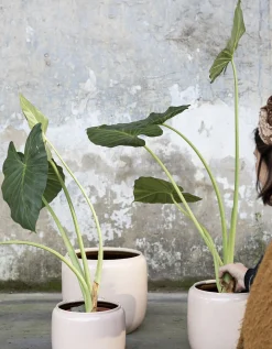 Glazed shades Sierpot costa 18,5x18,5x19 roz