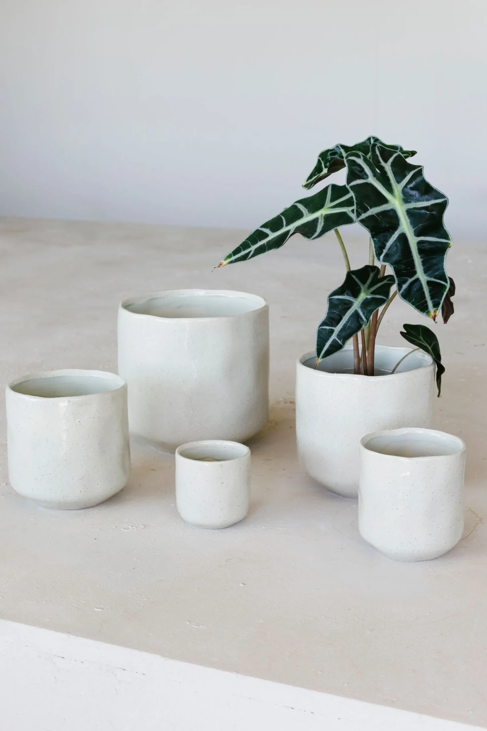 Grote orchidee pot glisten