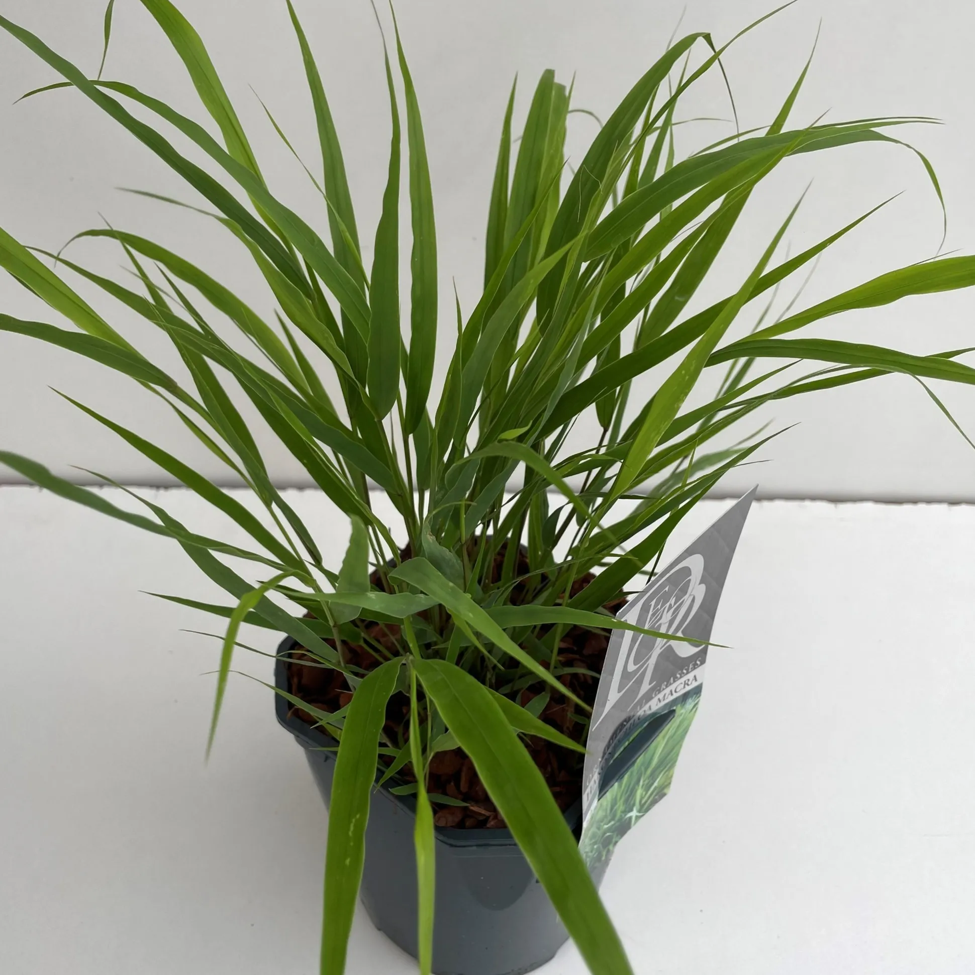 Hakonechloa macra ( Hakonegras )