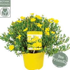 Halimium april sun p17 h30