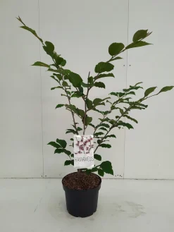 Hamamelis intermedia Feuerzauber ( Toverhazelaar )