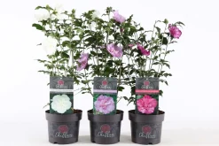 Hibiscus syriacus of tuinhibiscus p19 h60