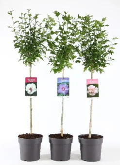 Hibiscus syriacus of tuinhibiscus mix stam p21 h115