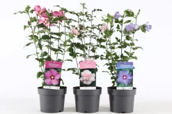 Hibiscus syriacus of tuinhibiscus