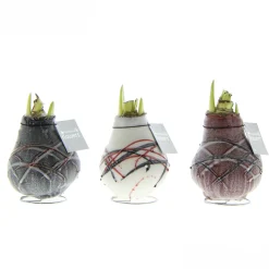 Hippeastrum Waxz Art v Gogh