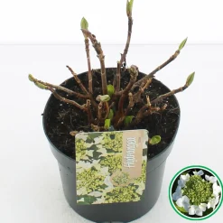 Hortensia blue diamond p17