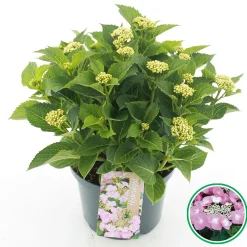 Hortensia macrophylla p23