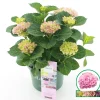Hortensia magical revolution roze p23