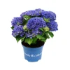 Hortensia royal collection p20