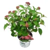 Hortensia "ruby annabelle"