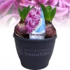 Hyacinthus orientalis purple