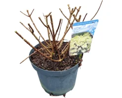 Hydrangea paniculata 'Bobo'