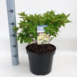 Hydrangea paniculata 'Bombshell'