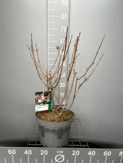 Hydrangea paniculata 'Candlelight'