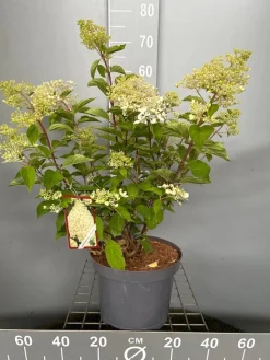 Hydrangea paniculata 'Phantom'