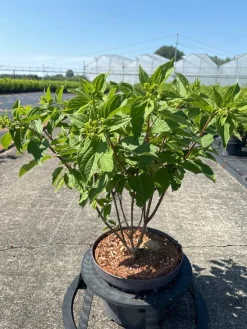 Hydrangea paniculata 'Phantom'