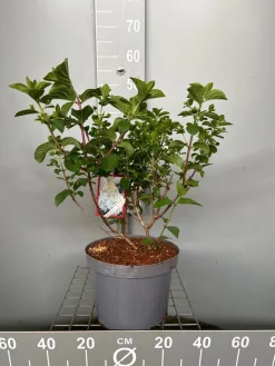 Hydrangea paniculata 'Silver Dollar'