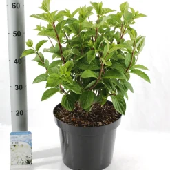 Hydrangea paniculata 'Silver Dollar'