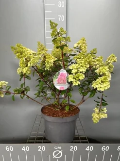 Hydrangea paniculata 'Sundae Fraise'