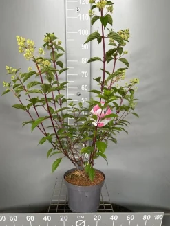 Hydrangea paniculata 'Vanille Fraise'