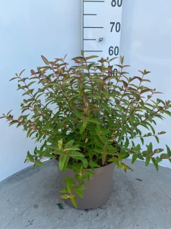 Hypericum Hidcote ( Herfsthooi )