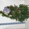 Ilex meserveae 'Blue Maid' (hulst)
