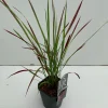 Imperata cylindrica Red Baron ( Japans bloedgras )