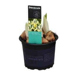 Iris reticulata Katherine's Gold