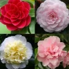 Japanse camelia p19