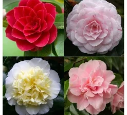 Japanse camelia p19