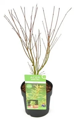 Japanse esdoorn butterfly p19 h50