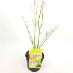 Japanse esdoorn going green p19