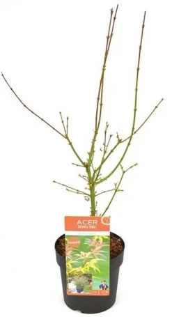 Japanse esdoorn 'jerre schwartz' p19 h50