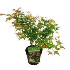 Japanse esdoorn little princ p19 h40