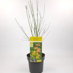 Japanse esdoorn orange dream p19 h50