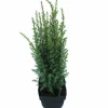 Juniperus communis Arnold ( Jeneverbes )